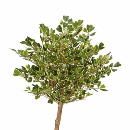 Kunstpflanze Ficus Grün