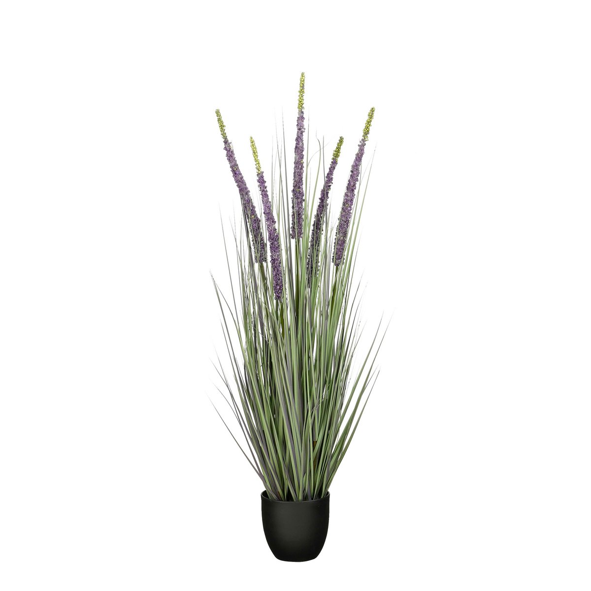 Konschtplanz Ziergras violett