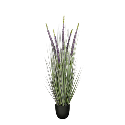 Konschtplanz Ziergras violett