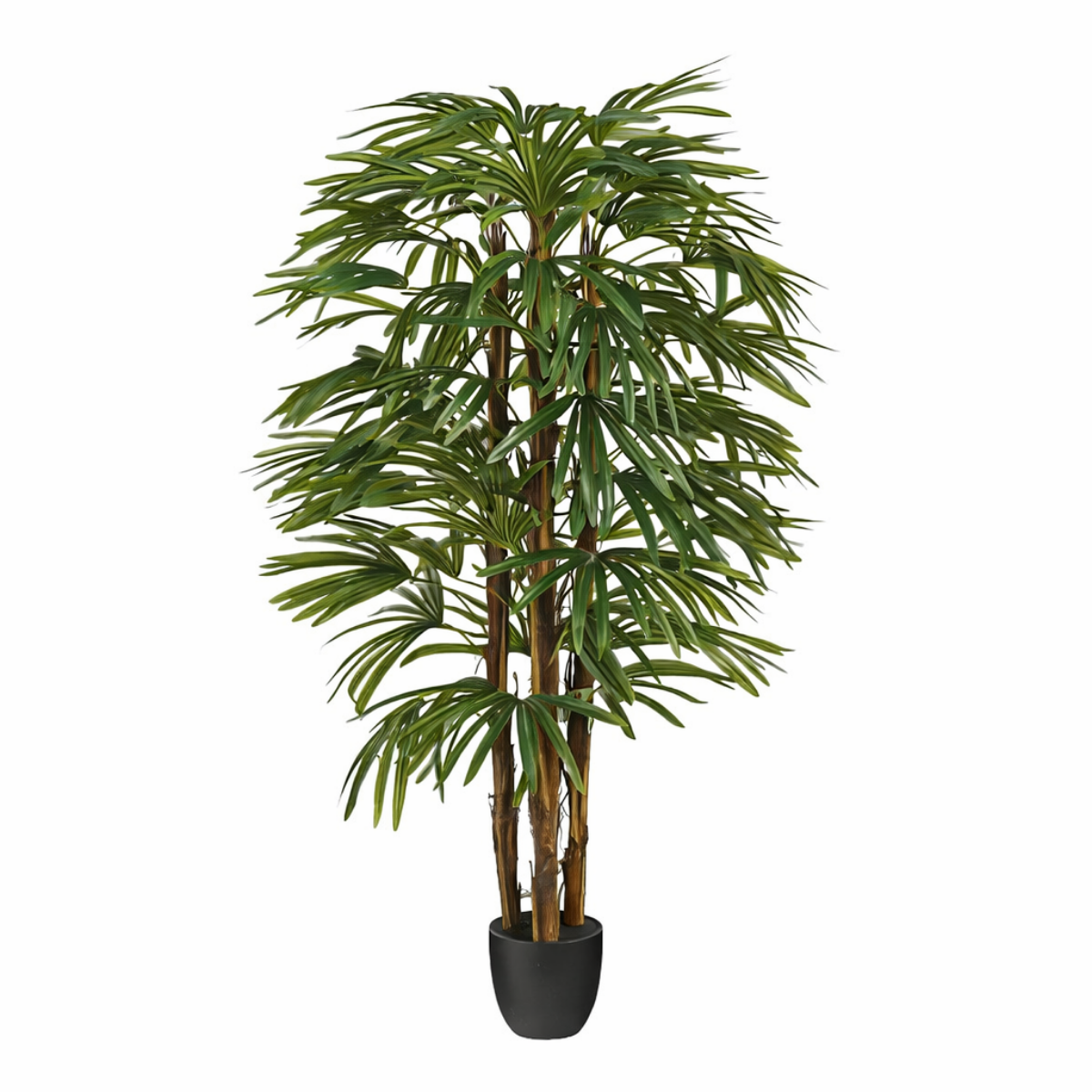 Konschtplanz Raphis-Palm gréng