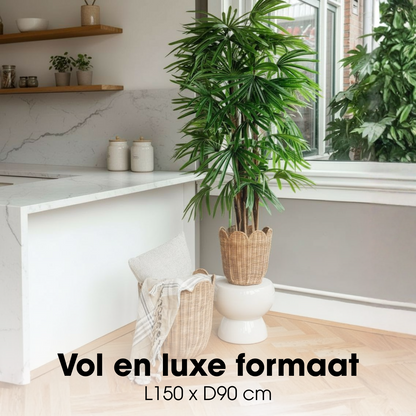 Konschtplanz Raphis-Palm gréng