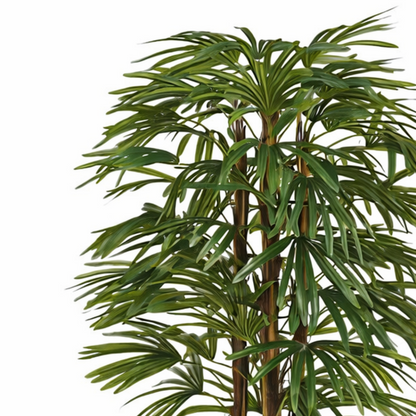 Konschtplanz Raphis-Palm gréng