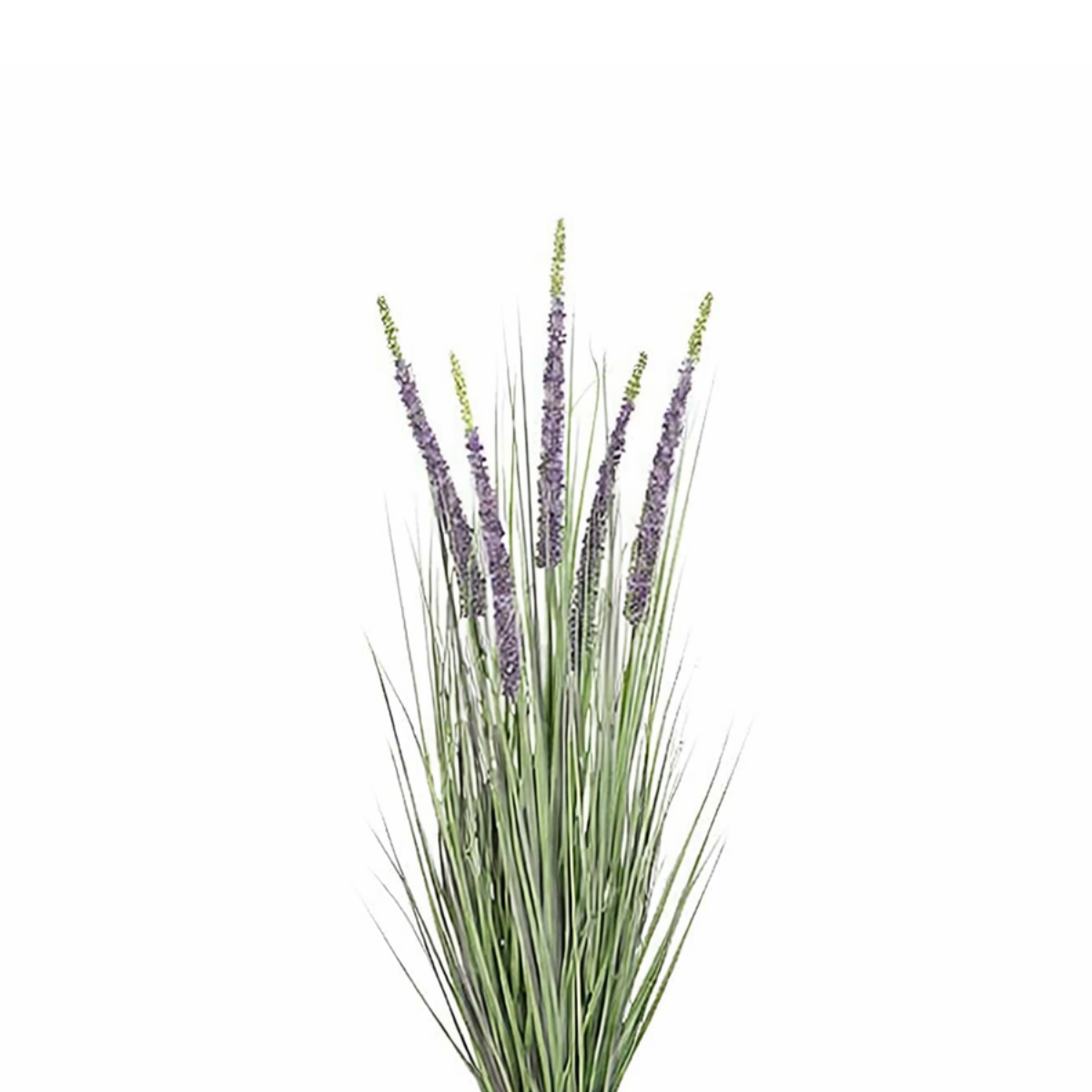 Konschtplanz Ziergras violett