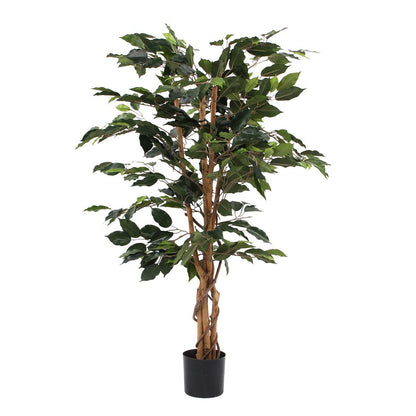 Konschtplanz Ficus Gréng
