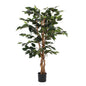 Konschtplanz Ficus Gréng