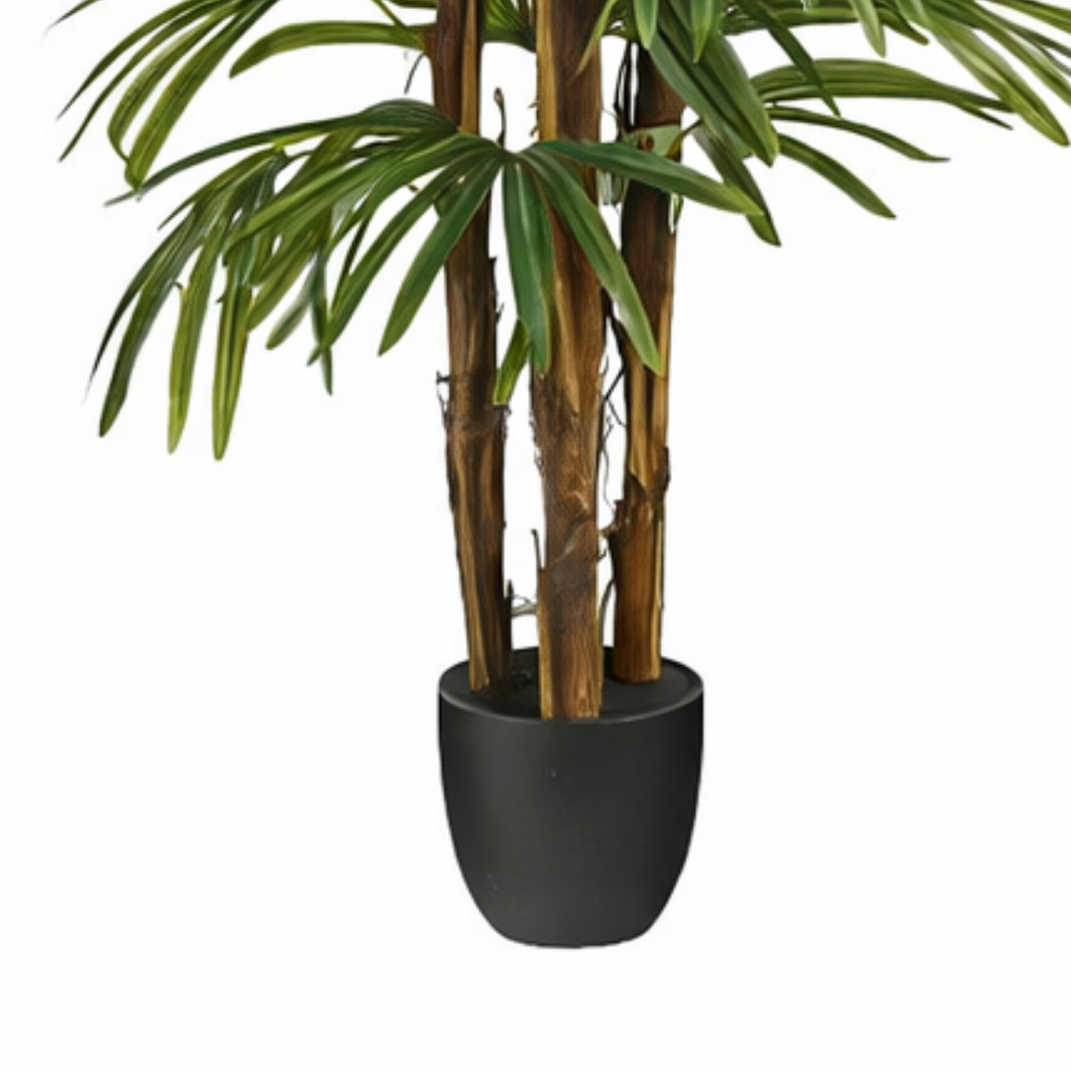 Konschtplanz Raphis-Palm gréng