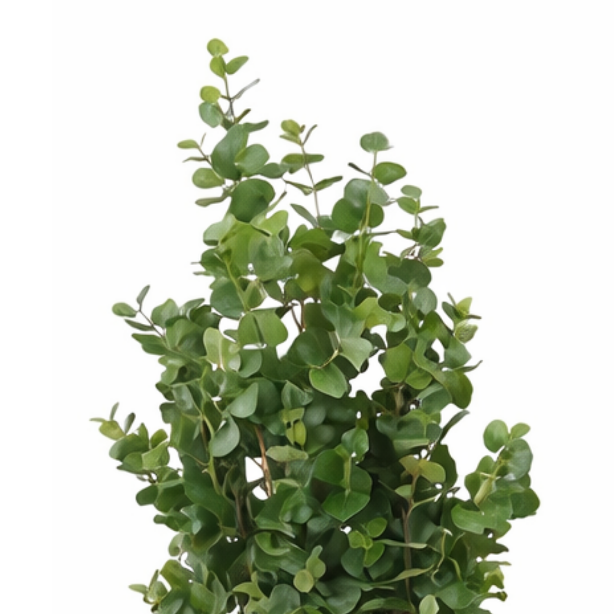 Plante artificielle Eucalyptus vert