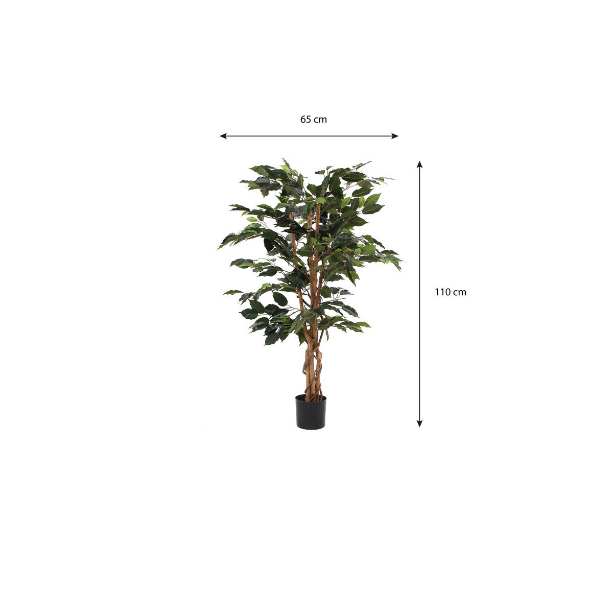 Konschtplanz Ficus Gréng